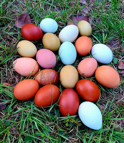 Dzn hatching eggs - dzn,