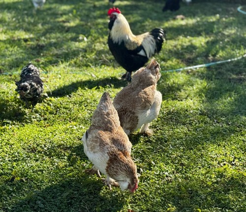 Chicken eggs ameraucanas - chicken,