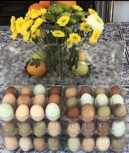 Rainbow hatching eggs - +,