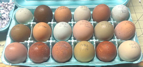 Rainbow hatching - 3,