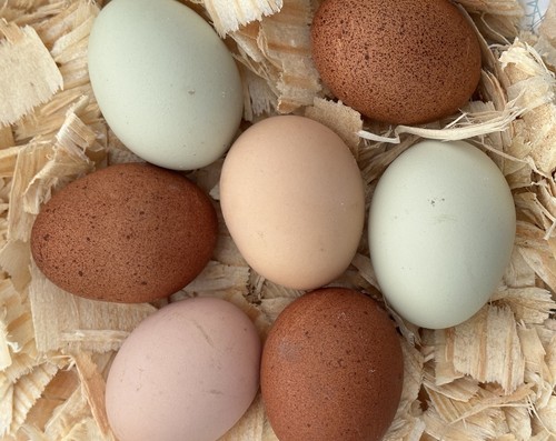 Hatching eggs producing - 12,