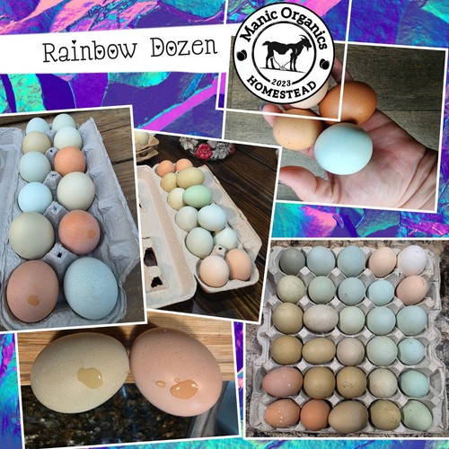 Easter egger rainbow - egger/,