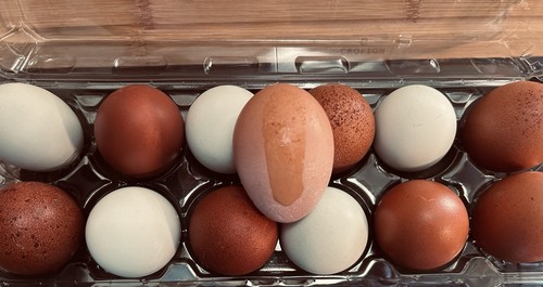 Hatching eggs black - hatching, copper